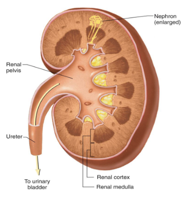 <p>renal cortex = outer layer</p><ul><li><p>contains renal corpuscles, convoluted tubules, cortical nephrons</p></li></ul><p>renal medulla = inner layer</p><ul><li><p>contains renal pyramids, long loops of henele, collecting ducts</p></li></ul><p></p>