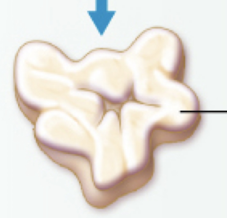 <p>Corpus albicans</p>