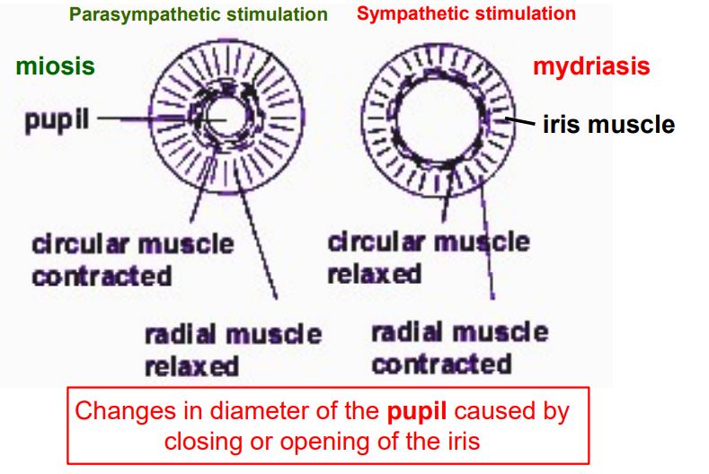 <ul><li><p><strong>Miosis (Constricted Pupil)</strong>:</p><ul><li><p><strong>Circular muscle</strong> contracts (radial muscle relaxed) (parasympathetic).</p></li><li><p>Pupil becomes smaller.</p></li><li><p>Caused by bright light, near vision, or parasympathetic drugs.</p></li></ul></li><li><p><strong>Mydriasis (Dilated Pupil)</strong>:</p><ul><li><p><strong>Radial muscle</strong> contracts (circular muscle relaxed) (sympathetic).</p></li><li><p>Pupil becomes larger.</p></li><li><p>Caused by low light, stress, or sympathetic drugs.</p></li></ul></li></ul><p></p>