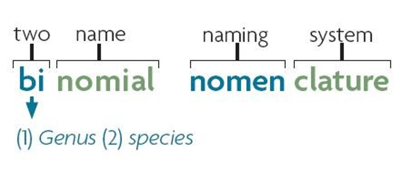 <p>Two-part naming system for organisms.</p>