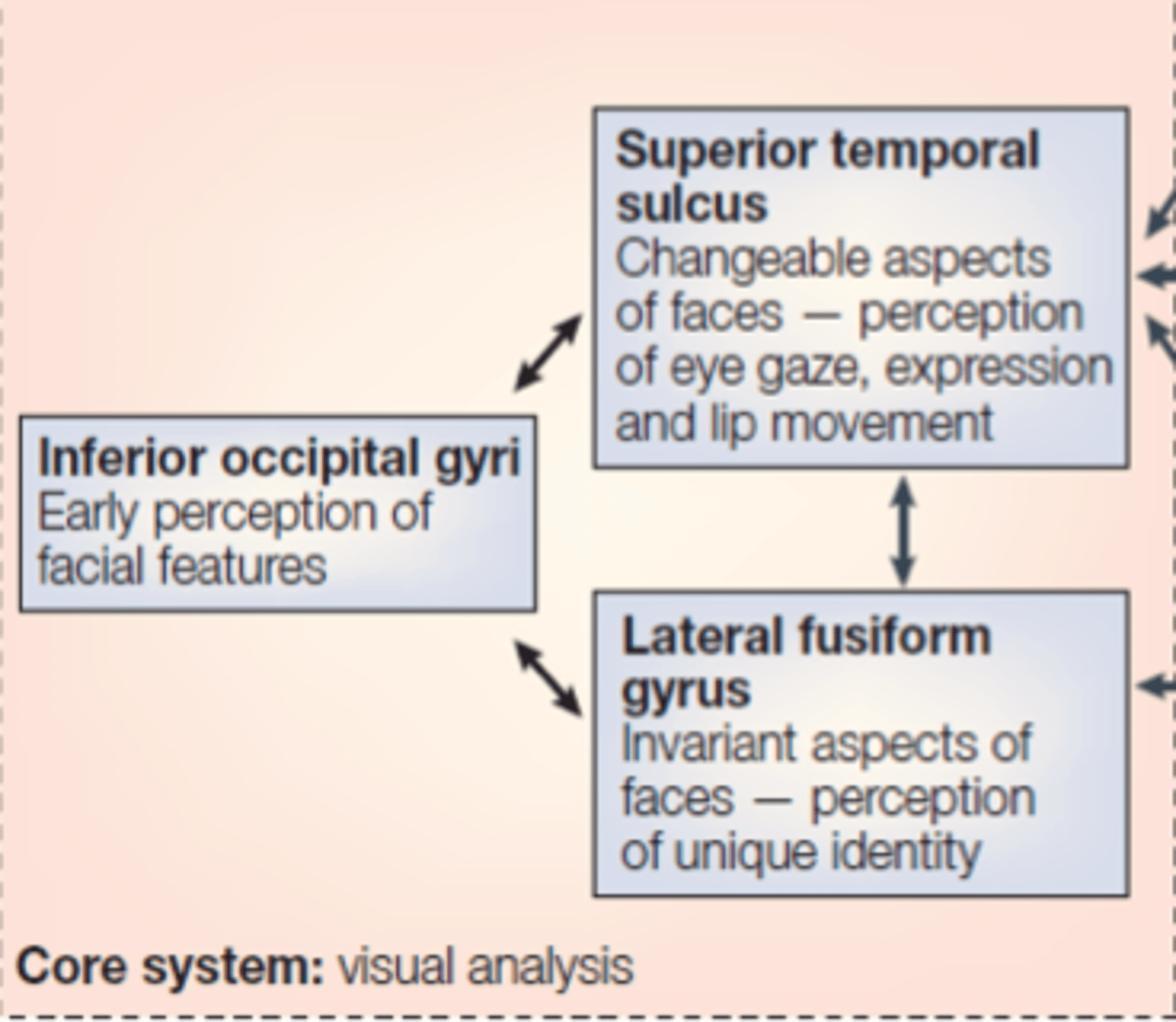 <p>VISUAL ANALYSIS</p><p>inferior occipital gyri</p><p>superior temporal sulcus</p><p>lateral fusiform gyrus</p>