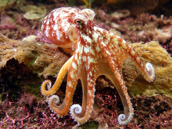 <p>Snails, octopus, clams, squid</p>