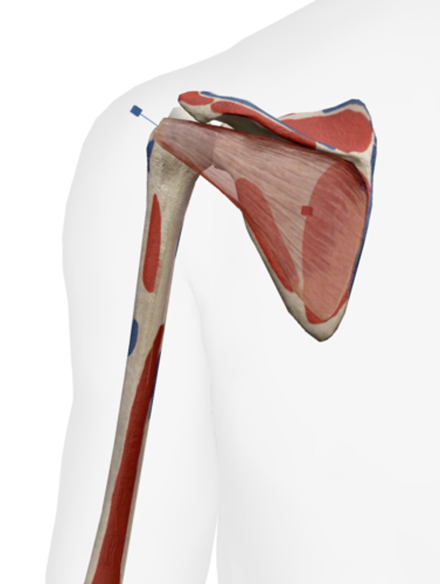 <p>Greater tubercle of the humerus.</p>