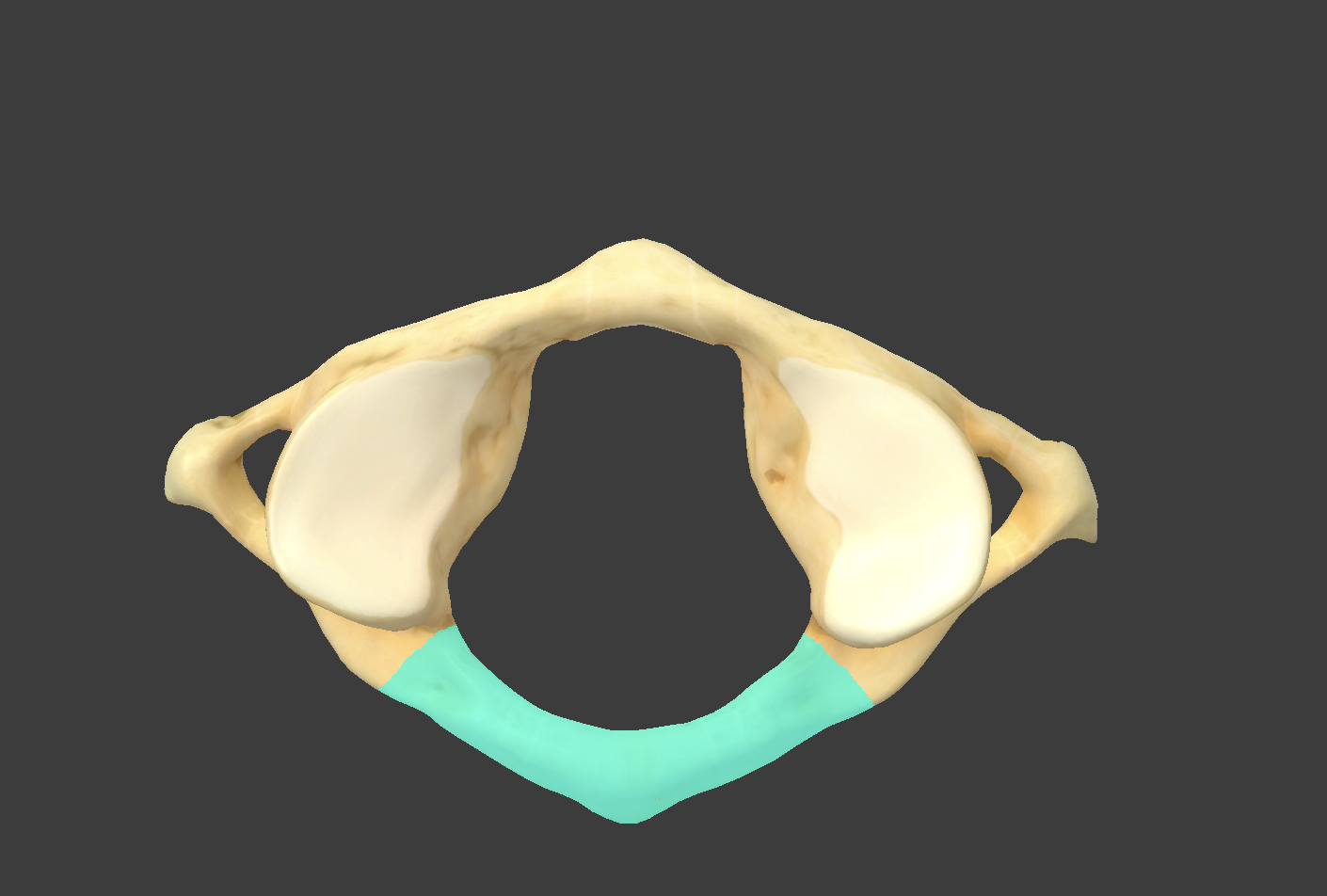 <p>what part of the atlas is this?</p>