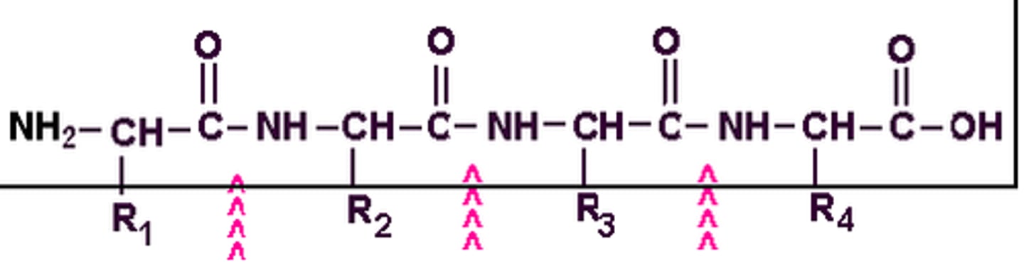 <p>repeating sequence of atoms (-N-C-C-) that forms the core of a protein molecule and to which the amino acid side chains are attached</p>