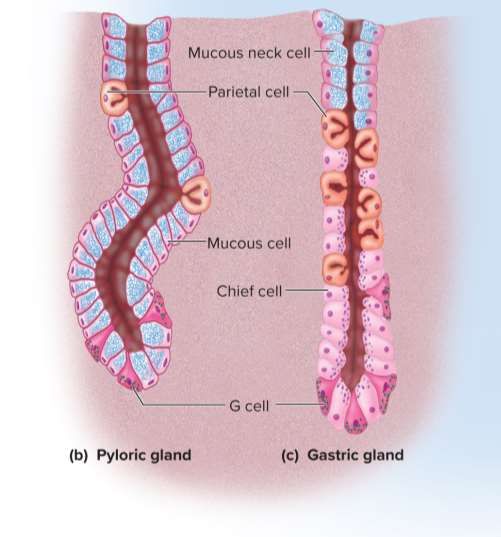 <p>Mucous cells</p>