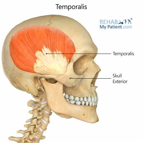 <p>Origin: Temporalis fossa</p><p>insertion: mandible</p><p>action: closes jaw, elevates and retracts mouth</p><p></p>