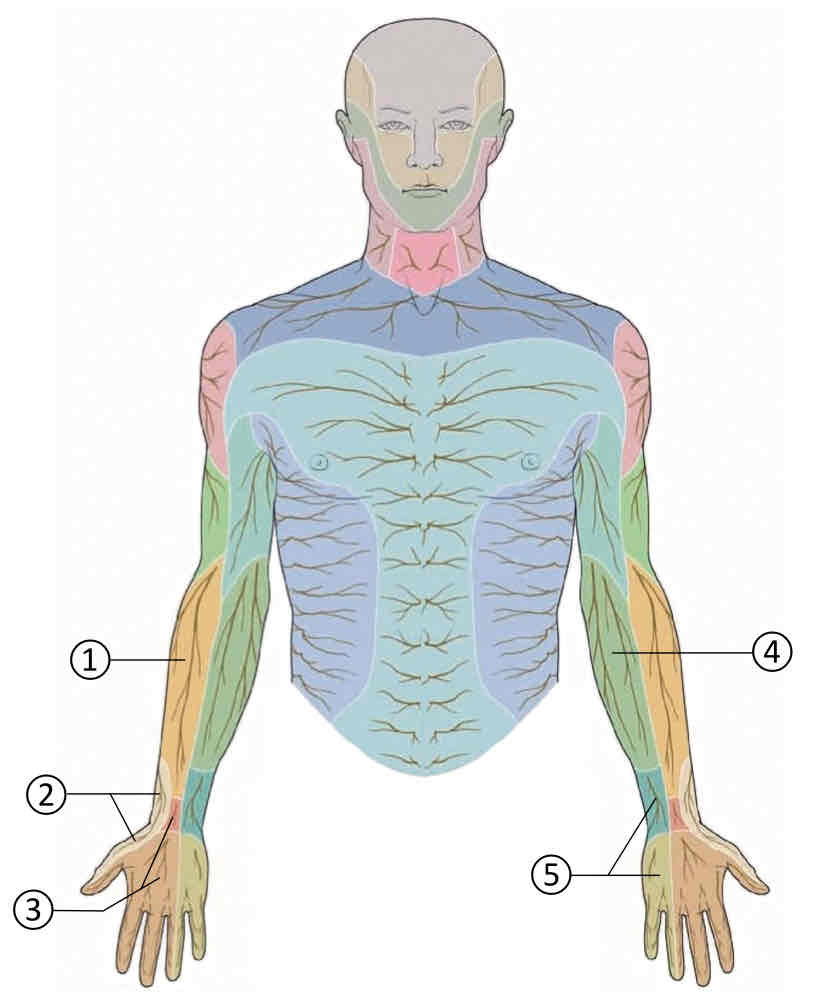 <p>1 Lateral Antebrachial Cutaneous Nerve</p>
