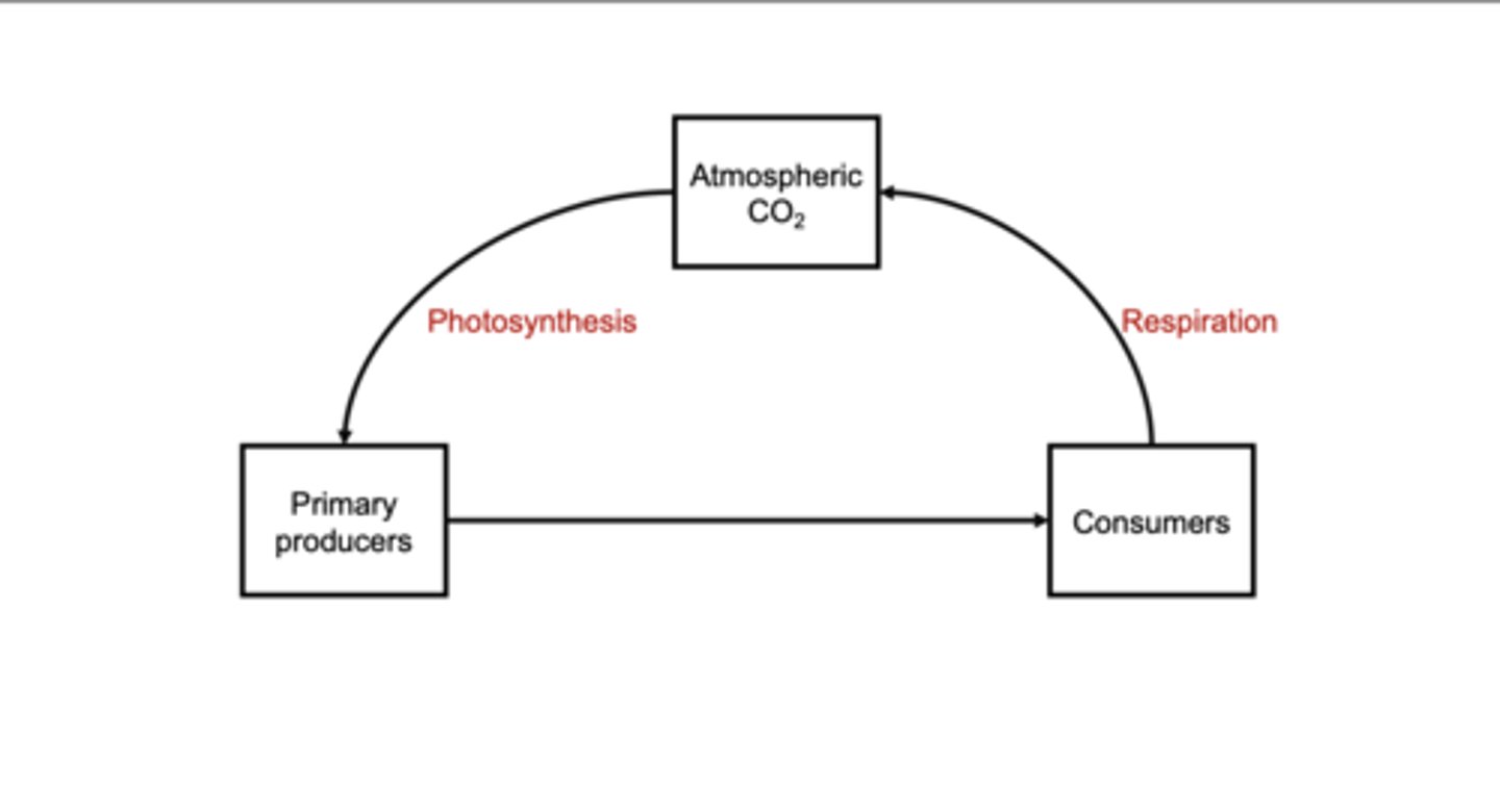 <p>Atmospheric CO₂ is taken up by primary producers during photosynthesis.That organic carbon moves to consumers through feeding.Producers and consumers respire, sending CO₂ back to the atmosphere.</p>