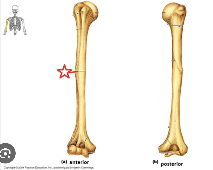 <p>Humerus</p>