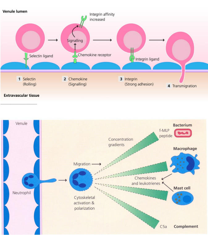 <p>In healthy individuals, neutrophils are rarely seen in <strong>tissues</strong><br>In blood vessels they roll along the margin = <strong>margination</strong><br>A <strong>selectin ligand</strong> on neutrophils interacts weakly with endothelial <strong>glycoproteins</strong><br>Tissue damage or infection releases <strong>mediators</strong> that attract neutrophils to the site</p>