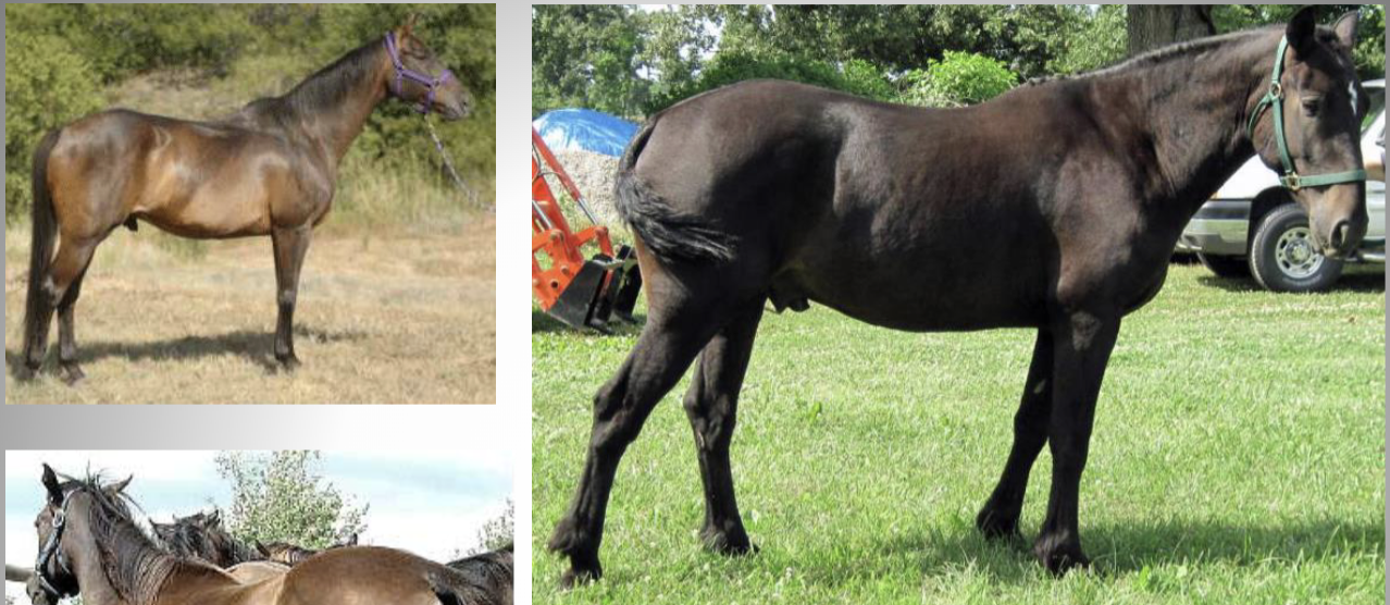 <p>What solid color is this horse?</p>