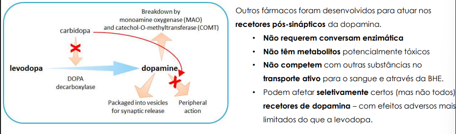 <p>Pois requer conversão enzimática para um metabolito ativo (a dopamina), já outros fármacos designados para atuar nos recetores pós sinápticos da dopamina não</p>