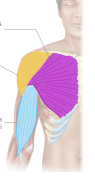 <ul><li><p>Flexes arm</p></li><li><p>Adducts arm</p></li><li><p>Medially rotates arm</p></li></ul><p>***<strong>PINK </strong></p>
