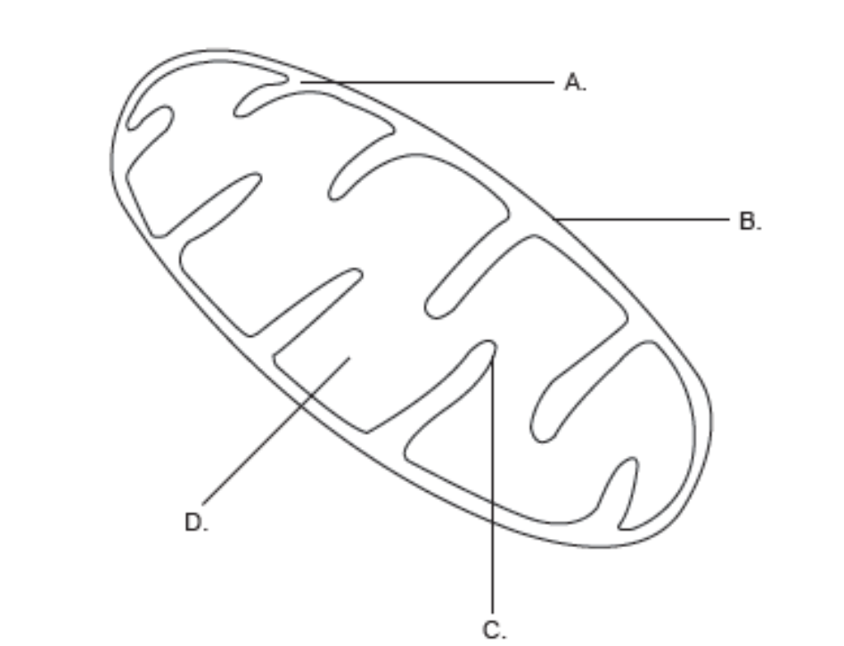 <p>A. Intermembrane space</p><p>B. Outer membrane</p><p>C. Cristae (folds of inner membrane)/Inner Membrane</p><p>D. Matrix</p>