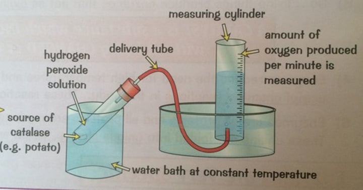 <p>Investigating the breakdown of starch by amylase using iodine solution or measuring the volume of oxygen produced by catalase activity on hydrogen peroxide</p>