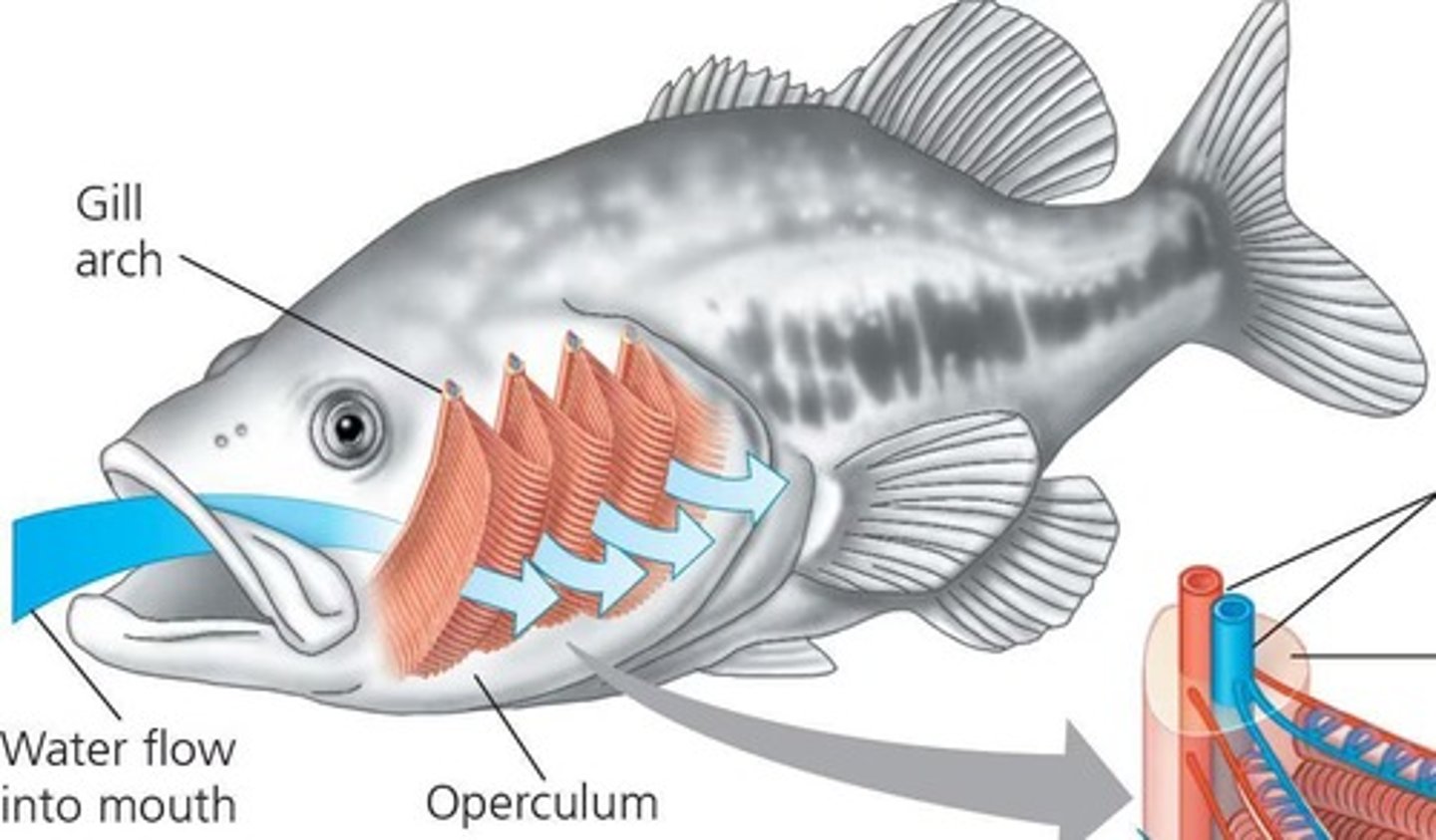 <p>What is the role of the operculum?</p>