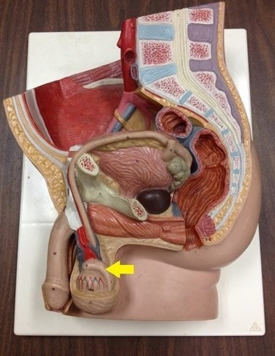 <p>These are next to each testicle and are used to store sperm. From here, sperm are transported to the vas deferens.</p>