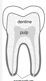 <ul><li><p><span>low crown</span></p></li><li><p><span>all carnivores</span></p></li><li><p><span>stop growing after eruption</span></p></li><li><p><span>pulp cavity in middle</span></p></li></ul><p></p>