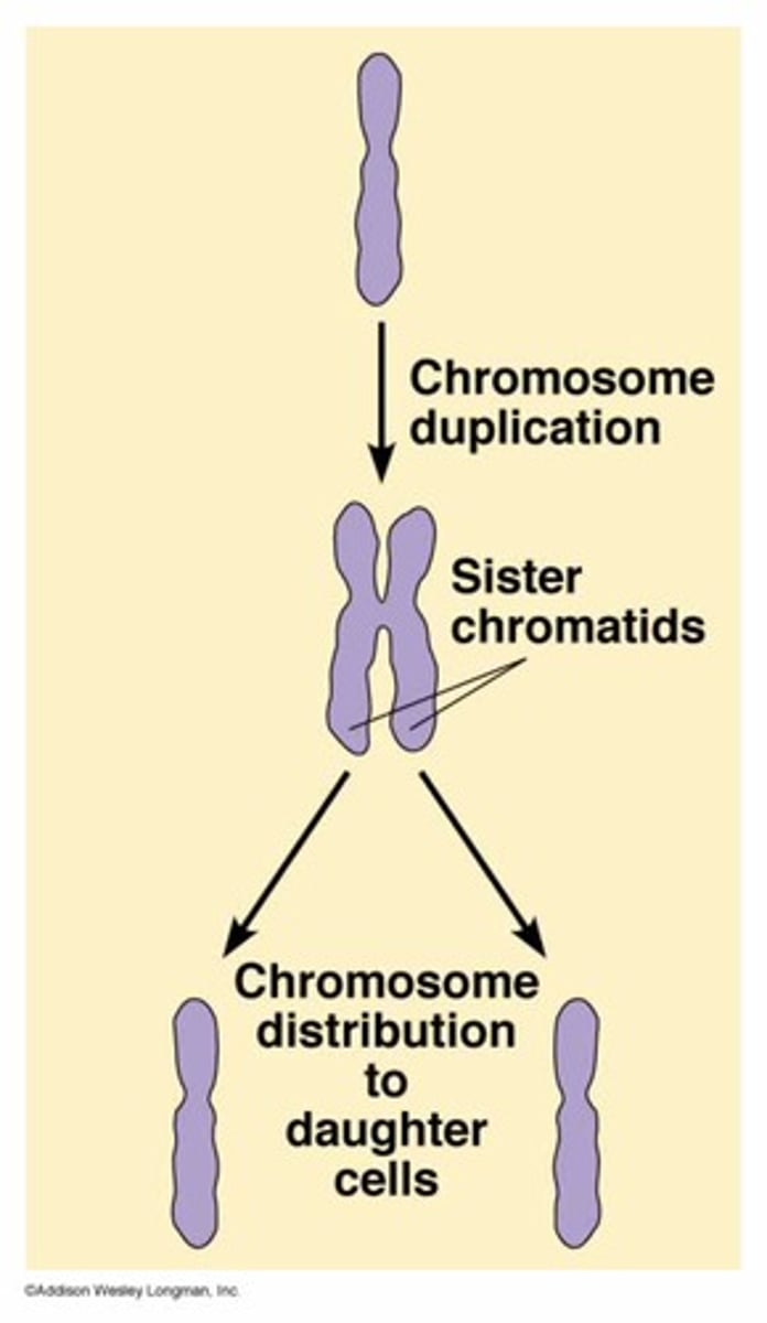 <p>replicated forms of a chromosome joined together by the centromere<br>(the two chromatids on a single homolog)</p>