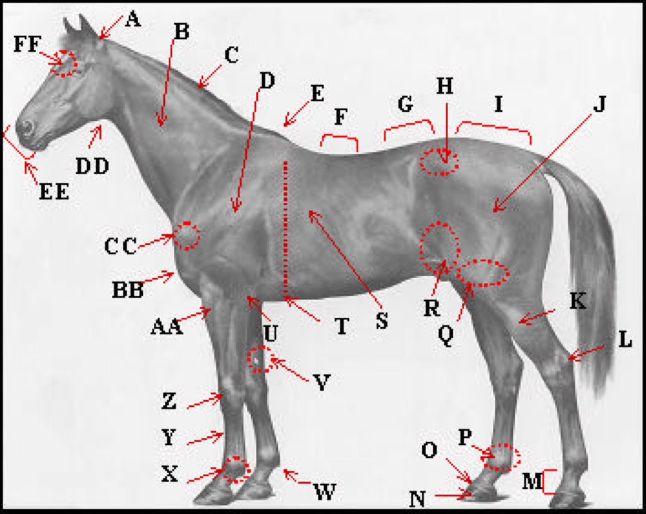 <p>Point of hip</p>