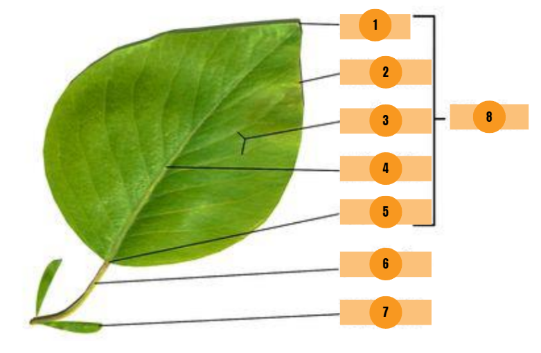 <p>5</p>