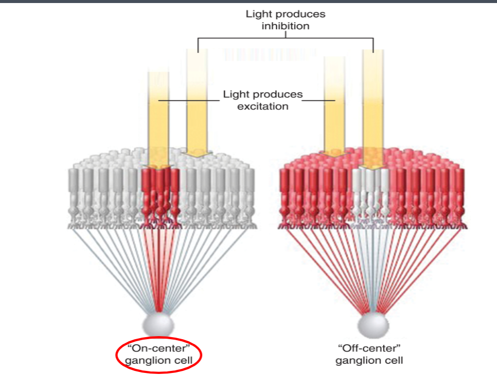 <p>Antagonistic arrangement of receptive fields-&gt; <strong>detection of light/dark contrast</strong></p><p>microedge detectors </p><p>On center- when light shines on center= excitation; light shines on periphery=inhibition </p><p>Off center- when light shines on center= inhibition; light shines on periphery=excitation</p><p></p>