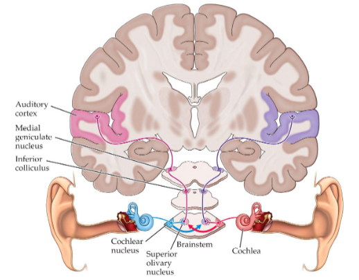<p>MGN thalamus (gateway to neocortex) projects to auditory cortex which is in the lateral part of the temporal lobes</p>