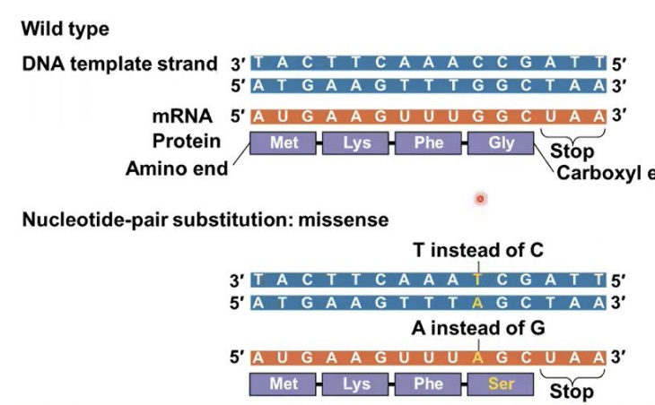 <p>Missense mutations</p>