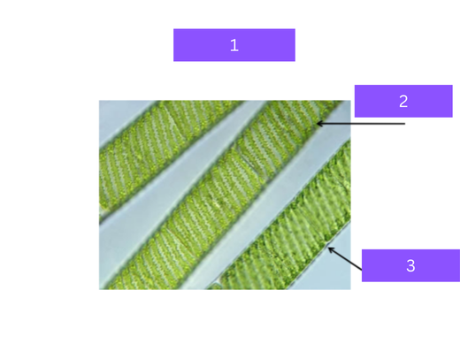 <p>what is&nbsp;1</p>