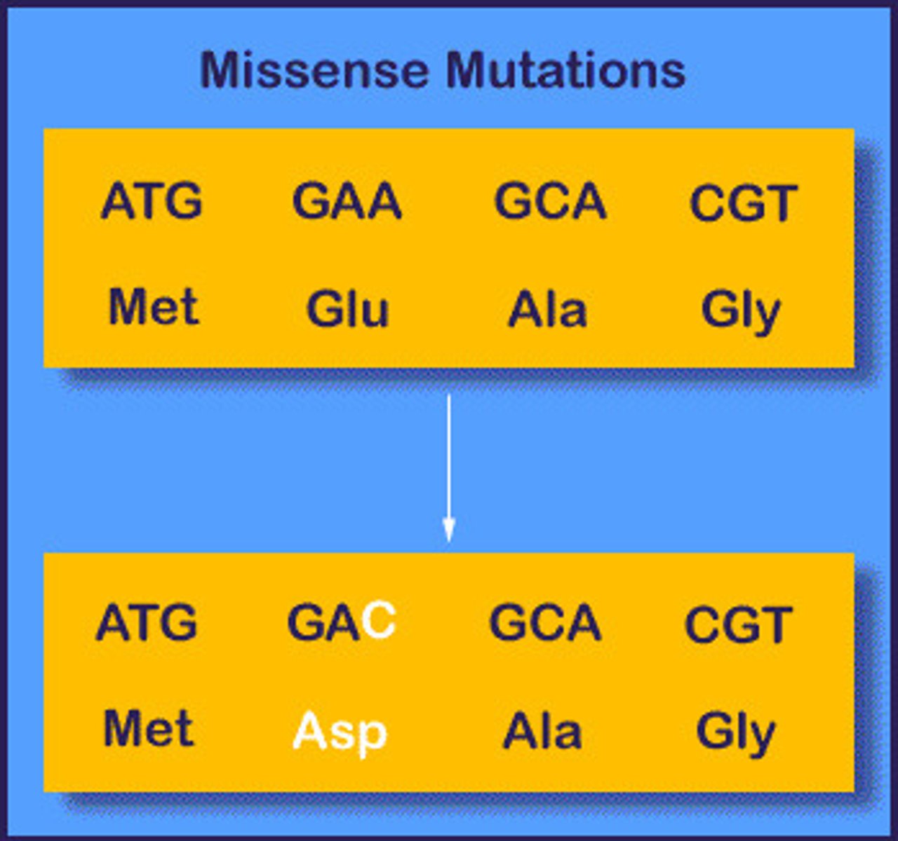<p>a nucleotide-pair substitution that results in a codon that codes for a different amino acid</p>