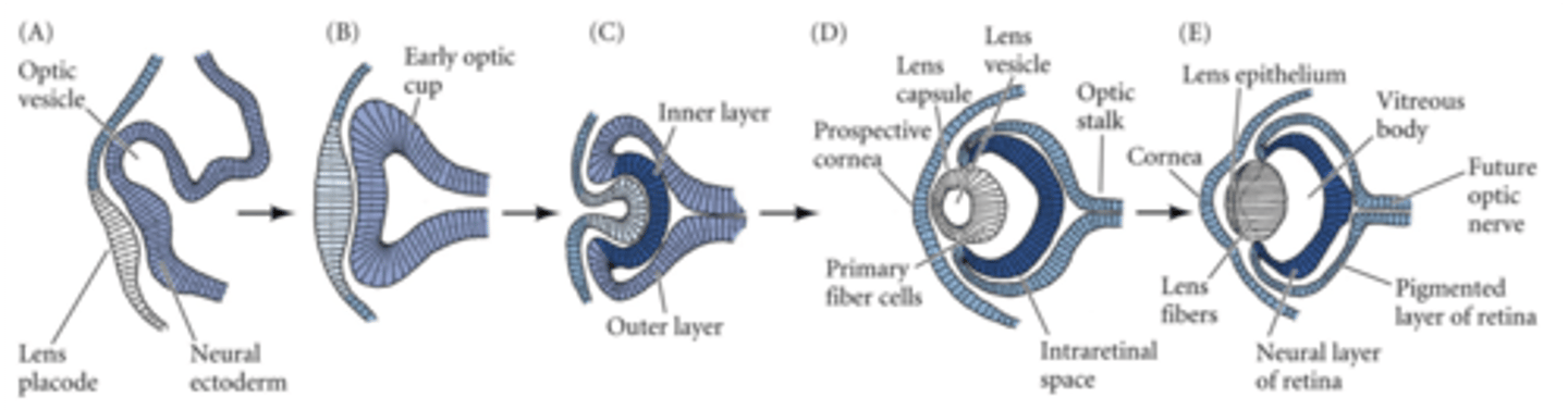 <p>1. Surface of embryo will form the skin (dark blue) and the nervous sys (light blue)</p><p>2. Edges of early neural tissue (neural plate) start to close</p><p>3. As edges of neural plate fold and come tgt, another folding starts to take place laterally.</p><p>4. neural tube has formed and pockets on the sides of the neural tube will produce the eyes.</p><p>- As neural tube (optic vesicle in pic) bulges out toward ectodermal layer, it is induced to fold in, forming an optic cup.</p>