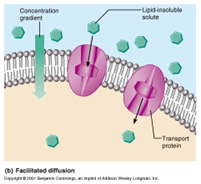 <p>Movement of solutes across the cell membrane with the concentration gradient through the carrier proteins</p>