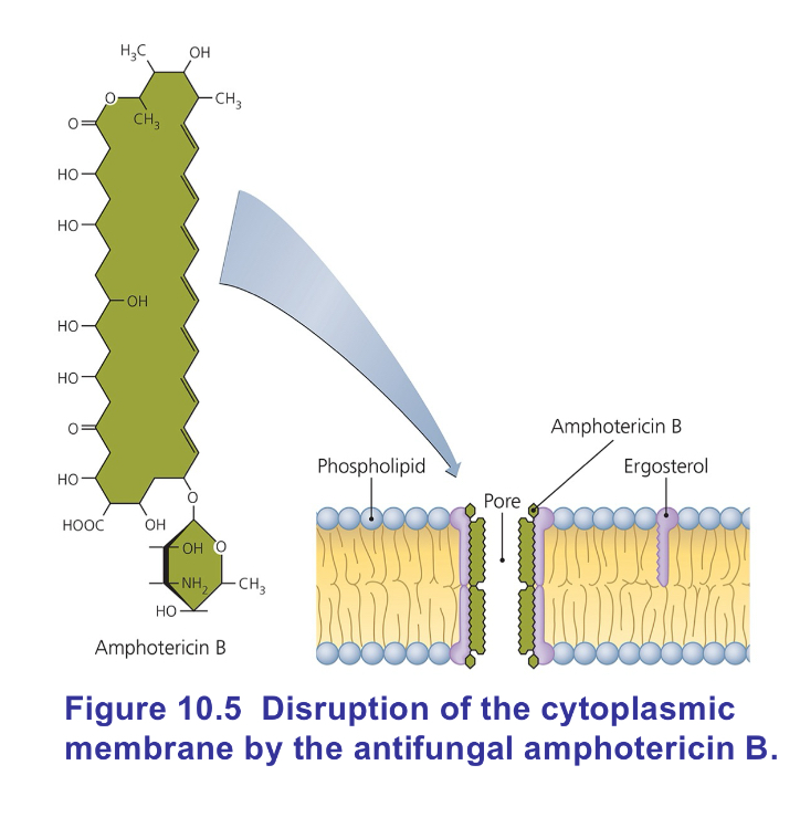 <p><strong>Nystatin</strong> and <strong>amphotericin B</strong> attach to <strong>ergosterol</strong> in FUNGAL membranes.</p>