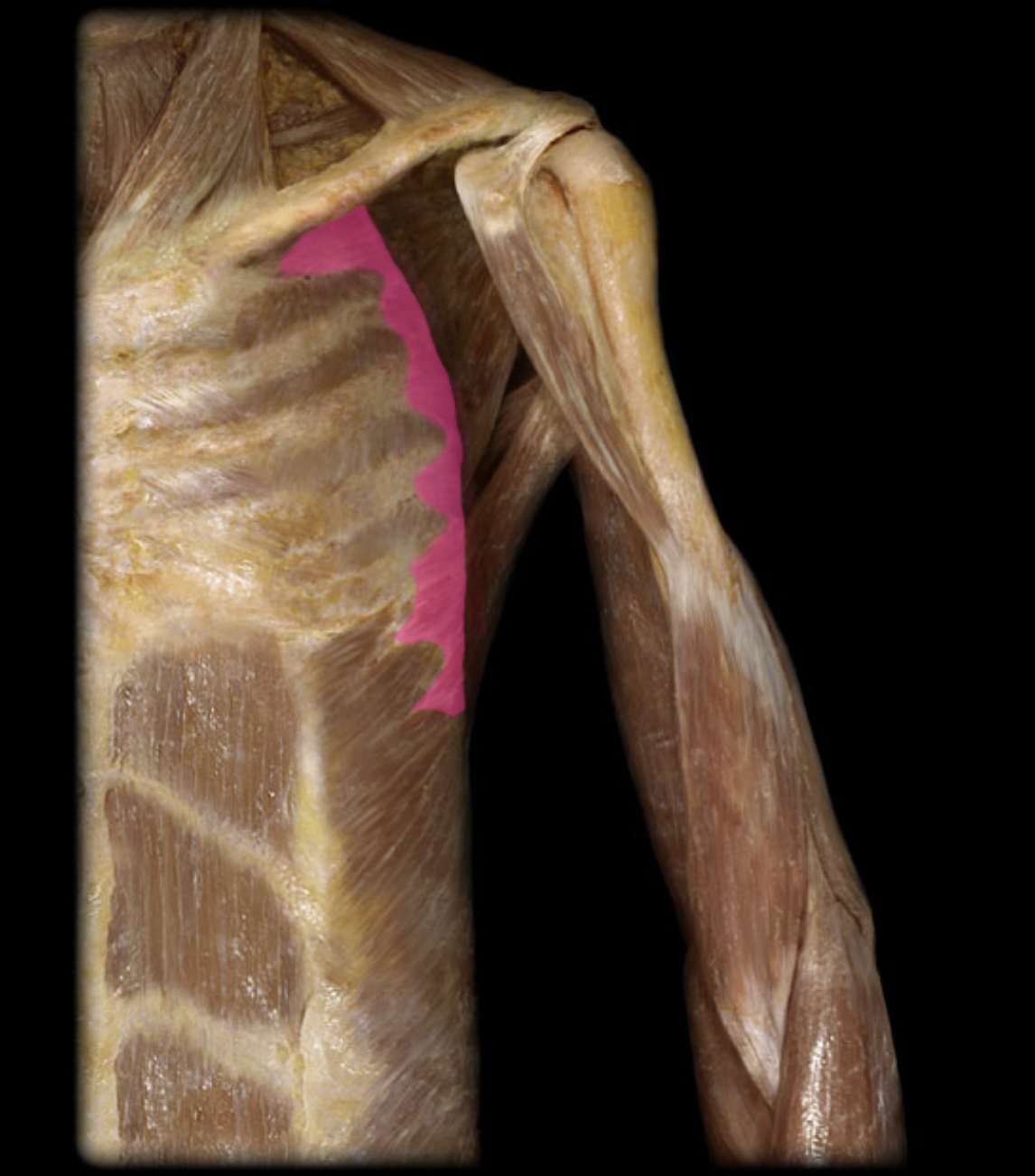 <p>serratus anterior m. (action)</p>