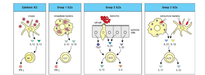 <p>Cytokines produced by innate sensor cells activate ILCs</p><p>Cytotoxic ILCs: Viruses→IL-12 and IL- 15 → NK cell→ IFN-gamma</p><p>Group 1 ILCs: Intracellular bacteria→ IL-12 and IL-18 → ILC1→ IFN-gamma</p><p>Group 2: Parasites→ ILC2→ IL-13 and IL-5</p><p>Group 3: Extracellular bacteria→ ILC3→ Il-17 and IL-22</p>