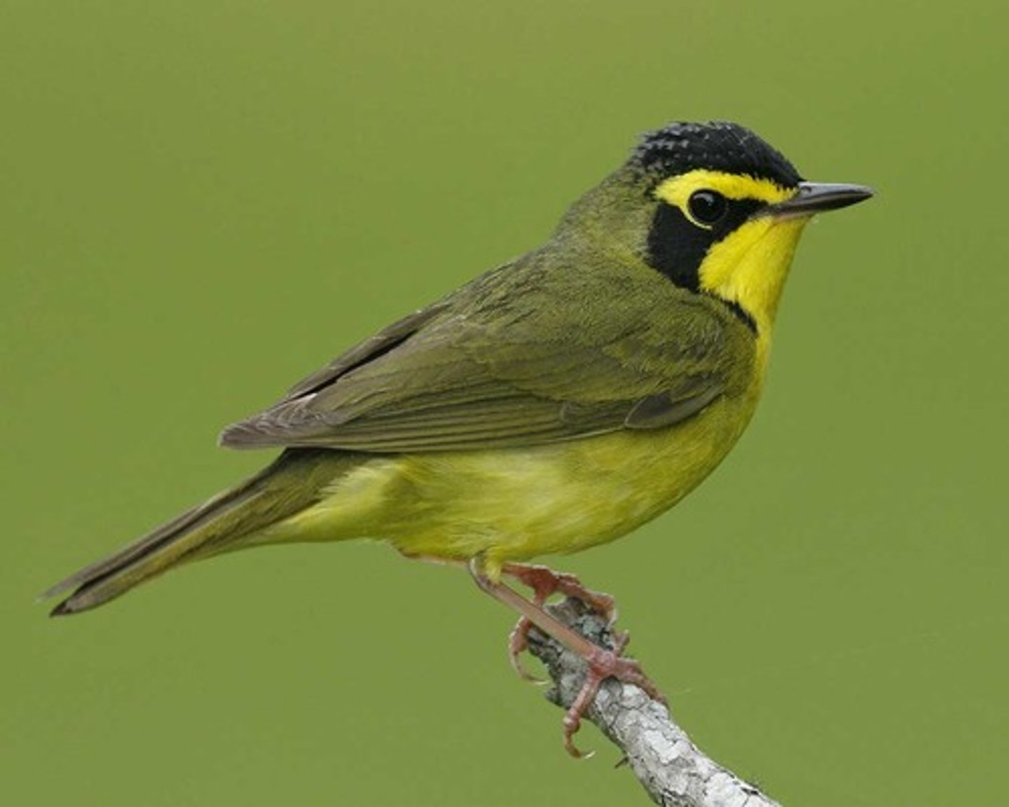 <p>Passeriformes</p><p>black cap, entirely yellow below, almost entirely olive above, yellow spectacles with a dark patch underneath the eye around the neck</p>