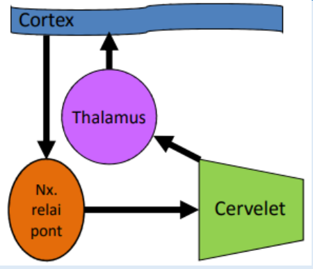 Contrôle des mouvements individuels rapides, y inclus lorsqu’il y a une composante cognitive). Exemple : écrire, jouer au piano,…