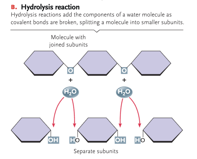 <p> where water molecules break down chemical compounds into smaller molecules by adding a hydrogen ion H+ and a hydroxyl group OH-</p>