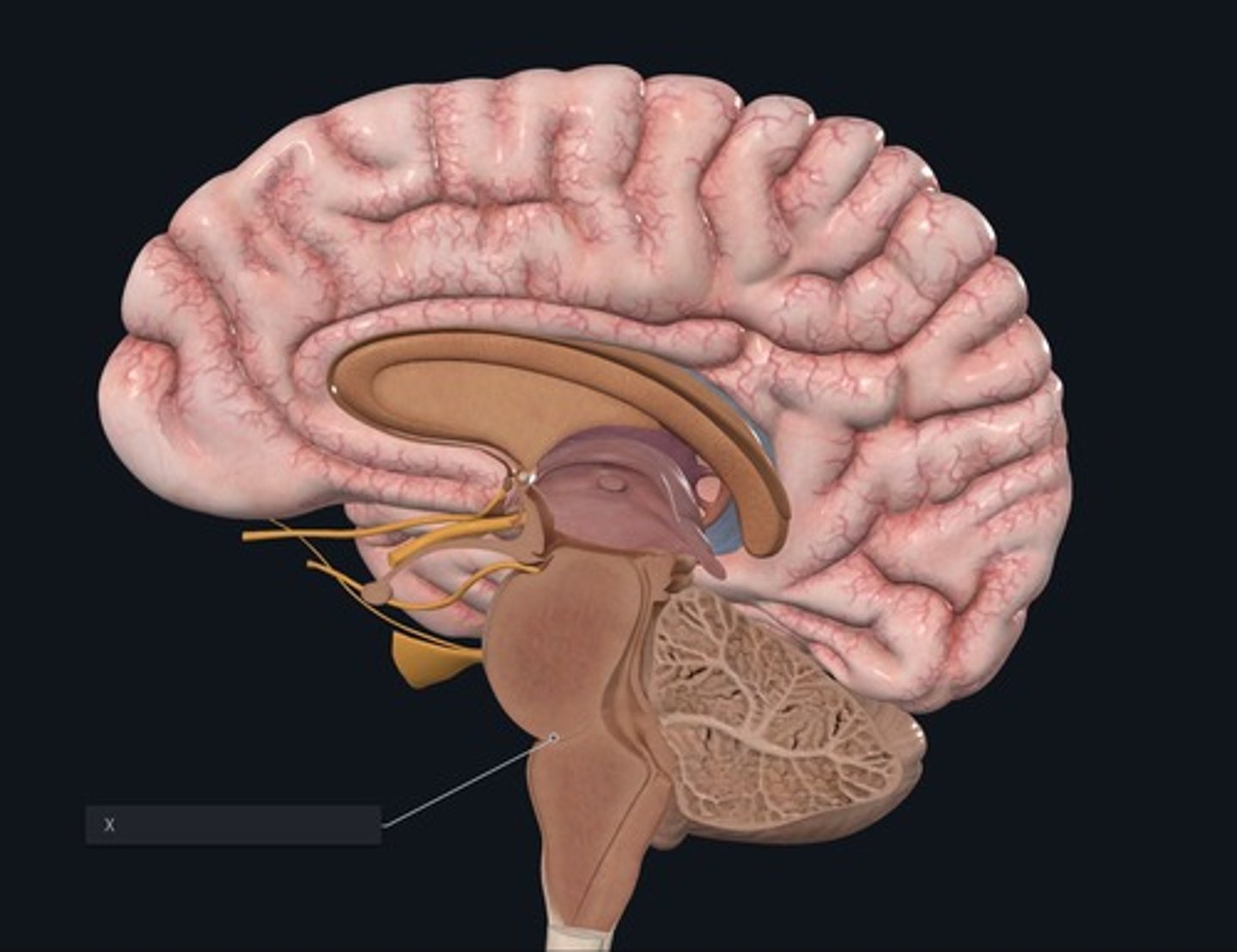 <p>Name the groove indicated by the X</p>