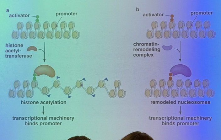 <p>a TA can bind to its enhancer and bring in a histone acetyltransferase (HAT) that will add acetyls to histone tails, which generally leads to unpacking and relaxation of the nucleosomal structure!</p><p>doesn’t act on just one nucleosome either — the HATs tend to sit on acetylated nucleosomes in order to activate their neighbors</p><p>they can also bind to chromatin remodeling enzymes, which act like a pulley/spool to pull DNA off of the nucleosome <span style="color: #05ffc1">(CONNECT TO PREVIOUS UNIT!) </span></p>