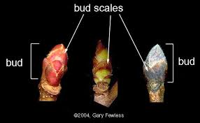 <p>Bud scale</p>