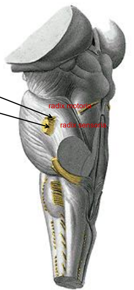 <p>radix motoria ve radix sensoria</p>