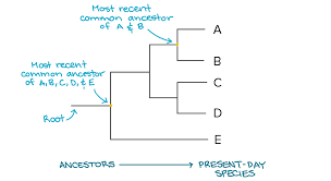 <p>Phylogenetic Tree</p>