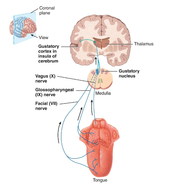 <ol><li><p>facial (VII) nerve → carries taste info from anterior 2/3 of tongue</p></li><li><p>glossopharyngeal (IX) nerve → carries tase info from posterior 1/3 of tongue</p></li><li><p>Vagus (X) nerve → carries taste info from taste buds on epiglottis &amp; in throat</p></li></ol><p></p>