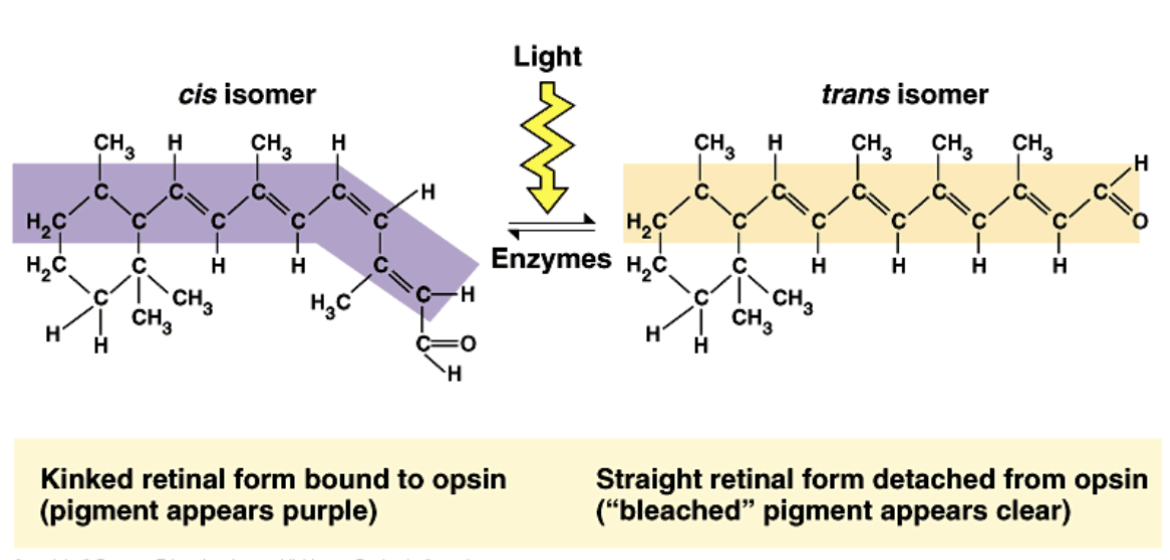 <ul><li><p>Retinal when light hits it it changes the shape of the rod cells </p><ul><li><p>Cis vs trans this is what changes that causes an AP down the line</p></li></ul></li></ul><ul><li><p>cis isomer: kinked retinal form bound to opsin </p></li><li><p>trans isomer: straight retinal form detached from opsin&nbsp;</p></li><li><p>trans recycled back to cis: this takes time</p></li><li><p>light outside of visable range has too much energy (damaging rhodopsine) or not enough energy to excite retinal</p></li></ul><p></p>