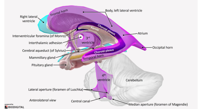 <p>thrid ventricle located&nbsp;vertically in between thalamus and hypothalamus</p><p></p><p>fourth ventricle is located beneath the cerebellum and above the pons</p>