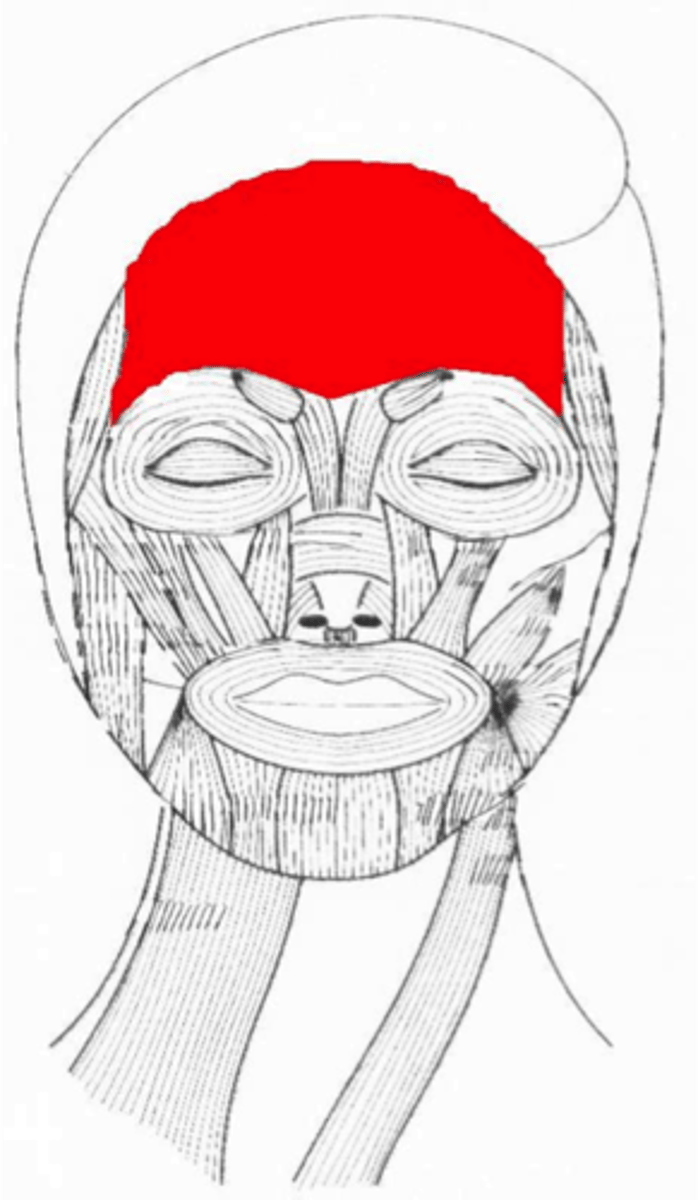 <p>Across forehead: Raises eyebrows &amp; wrinkles forehead (surprise)</p>