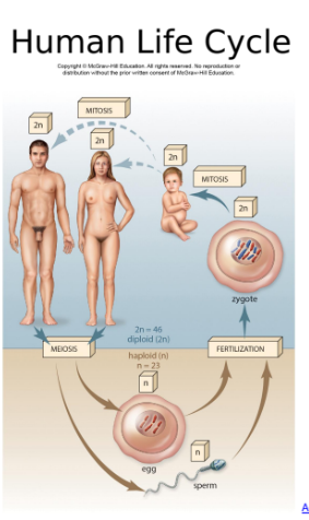 Human Life Cycle 