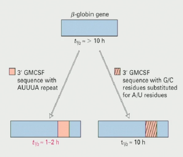 <ul><li><p>Two versions of a cytokine (GMCSF) were inputted into two Beta-Globin genes</p></li><li><p>One version of GMCSF was rich in AUUUA repeats, and the other had these sequences substituted with G/C residues</p></li><li><p><strong>It was seen that the GMCSF rich in AUUUA repeats significantly decreased the half life of the beta-globin gene, proving that AUUUA repeats are sufficient to destabilize mRNA</strong></p></li></ul><p></p>